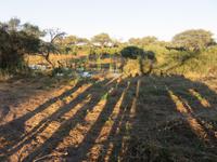 Mogotlho Safari Lodge - Busch-Spaziergang