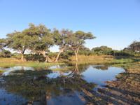 Mogotlho Safari Lodge - Busch-Spaziergang