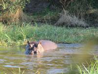 Mogotlho Safari Lodge - Busch-Spaziergang - das Flusspferd haben wir aus Versehen geweckt
