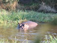 Mogotlho Safari Lodge - Busch-Spaziergang - das Flusspferd haben wir aus Versehen geweckt