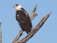 Mogotlho Safari Lodge - Busch-Spaziergang - Afrikanischer Fischadler