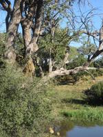 Mogotlho Safari Lodge - Busch-Spaziergang