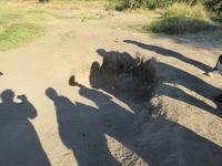 Mogotlho Safari Lodge - Busch-Spaziergang - an einem Salzloch