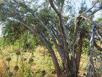 Mogotlho Safari Lodge - Busch-Spaziergang