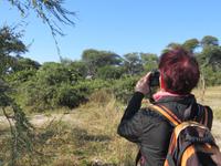 Mogotlho Safari Lodge - Busch-Spaziergang - wir kommen Elefanten gefählich nah