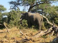 Pirschfahrt  in der Mababe Konsesion