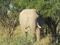 Pirschfahrt  in der Mababe Konsesion