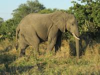 Pirschfahrt in der Mababe Konsesion