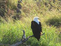 Fahrt nach Maun - Afrikanischer Fischadler