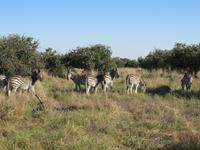 Fahrt nach Maun - Zebras