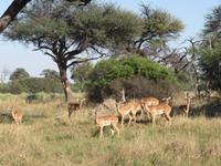 Fahrt nach Maun - Impalas