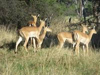 Fahrt nach Maun - Impalas