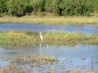 Fahrt nach Maun - Kuhreiher