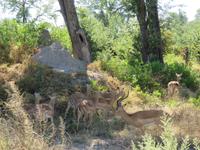 Fahrt nach Maun - Pirschfahrt im Moremi Reservat  - Impalas