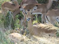 Fahrt nach Maun - Pirschfahrt im Moremi Reservat  - Impalas