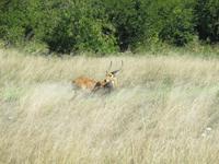 Fahrt nach Maun - Pirschfahrt im Moremi Reservat  - Moorantilope