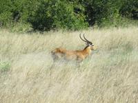 Fahrt nach Maun - Pirschfahrt im Moremi Reservat  - Moorantilope