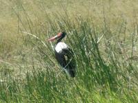 Fahrt nach Maun - Pirschfahrt im Moremi Reservat  - Marabustrorch
