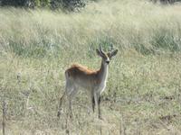 Fahrt nach Maun - Pirschfahrt im Moremi Reservat  - Moorantilope