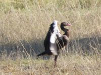 Fahrt nach Maun - Pirschfahrt im Moremi Reservat  - Nilgans