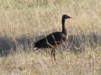 Fahrt nach Maun - Pirschfahrt im Moremi Reservat  - Nilgans