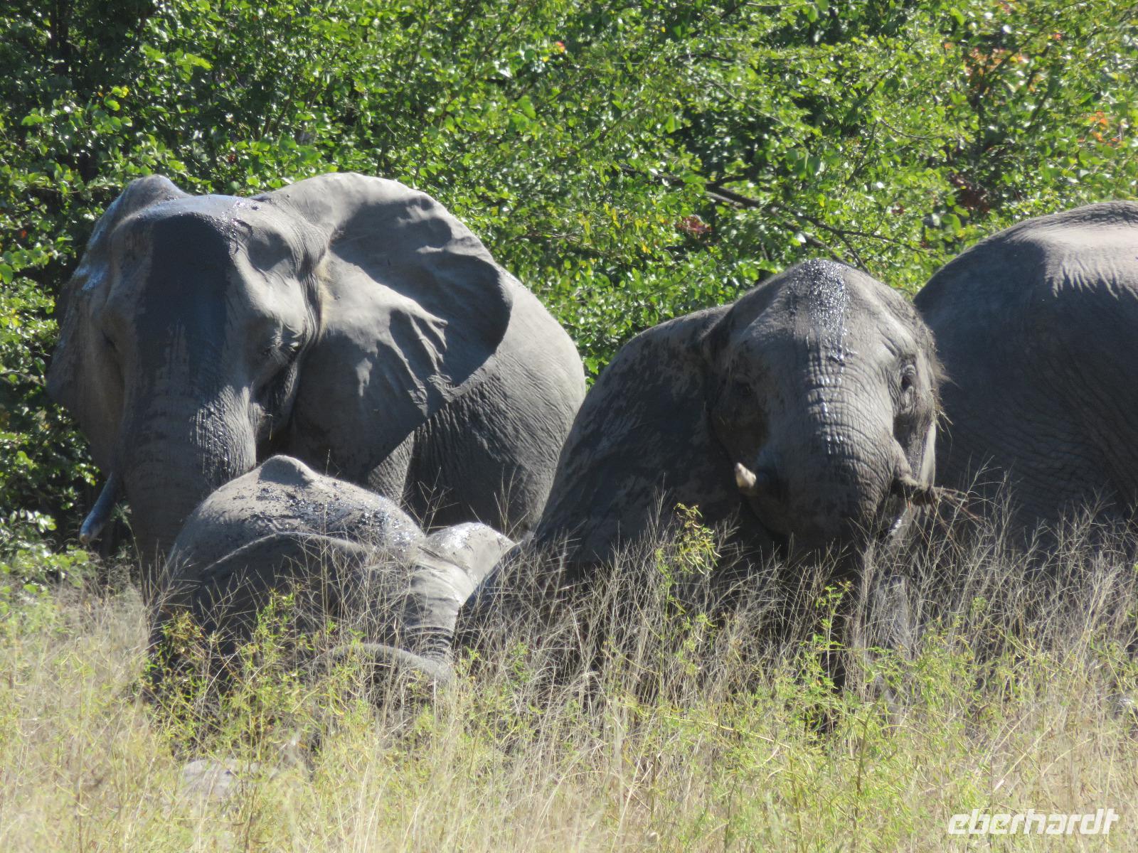 Fahrt nach Maun - Pirschfahrt im Moremi Reservat  - Elefantenkühe mit ihren Jungtieren