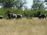 Fahrt nach Maun - Pirschfahrt im Moremi Reservat  - Elefantenkühe mit ihren Jungtieren