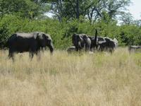 Fahrt nach Maun - Pirschfahrt im Moremi Reservat  - Elefantenkühe mit ihren Jungtieren