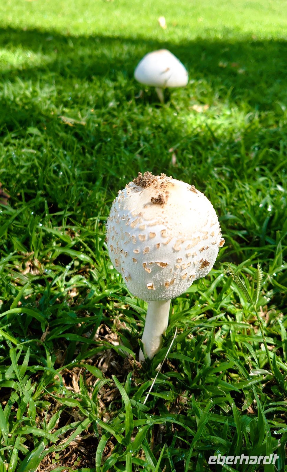 138 Champignons!