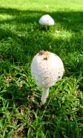 138 Champignons!