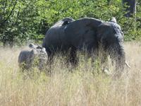 Fahrt nach Maun - Pirschfahrt im Moremi Reservat  - Elefantenkühe mit ihren Jungtieren