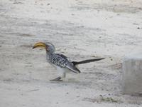 Fahrt nach Maun - Pirschfahrt im Moremi Reservat  - Gelbschnabeltoko