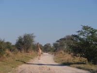 Fahrt nach Maun - Giraffen
