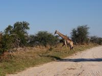 Fahrt nach Maun - Giraffen