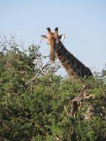 Fahrt nach Maun - Giraffen
