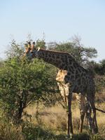 Fahrt nach Maun - Giraffen