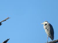 Speedbootfahrt auf dem Thamalakne River - Reiher