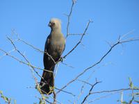 Speedbootfahrt auf dem Thamalakne River -