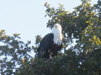 Speedbootfahrt auf dem Thamalakne River - Afrikanischer Fischadler
