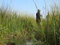 Fahrt mit den Mokoros im Okawango-Delta