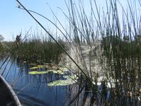 Fahrt mit den Mokoros im Okawango-Delta