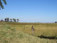 Fahrt mit den Mokoros im Okawango-Delta - Pause auf einer Insel - hier sieht man das Wasser überhaupt nicht
