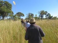 Fahrt mit den Mokoros im Okawango-Delta - Pause auf einer Insel - Spaziergang durch den Busch