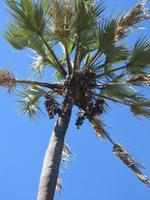 Fahrt mit den Mokoros im Okawango-Delta - Pause auf einer Insel - Spaziergang durch den Busch - Makalana-Palme