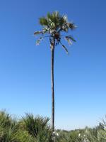 Fahrt mit den Mokoros im Okawango-Delta - Pause auf einer Insel - Spaziergang durch den Busch - Makalana-Palme