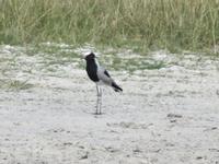 Fahrt mit den Mokoros im Okawango-Delta - Pause auf einer Insel - Spaziergang durch den Busch