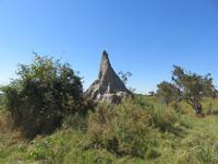 Fahrt mit den Mokoros im Okawango-Delta - Pause auf einer Insel - Spaziergang durch den Busch- Termitenhügel