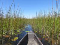 Fahrt mit den Mokoros im Okawango-Delta