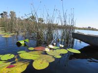 Fahrt mit den Mokoros im Okawango-Delta