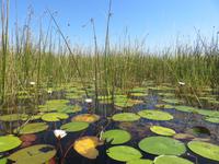 Fahrt mit den Mokoros im Okawango-Delta